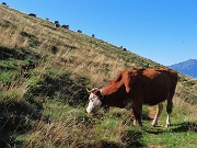 23 Estesi pascoli aperti con mandria al pascolo